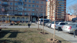 В благовещенском сквере «Бабочка» высадили молодые деревья - gtrkamur.ru