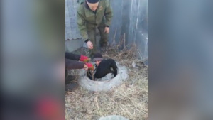 В белогорском селе Никольское вытащили пса из канализационного колодца - gtrkamur.ru