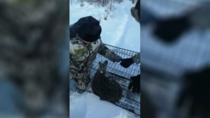 Амурские охотоведы спасли из ледяного плена кабаргу - gtrkamur.ru