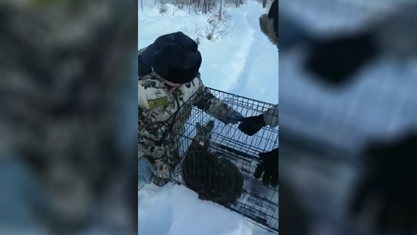 Амурские охотоведы спасли из ледяного плена кабаргу - gtrkamur.ru