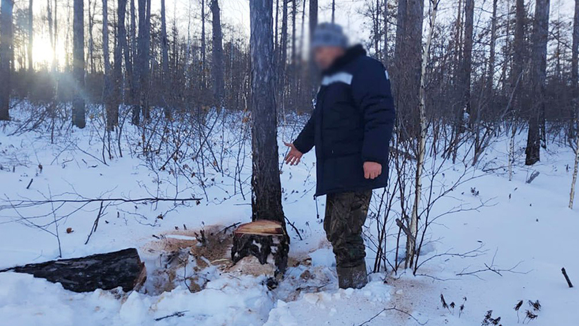 В Зейском районе амурчанка погибла под спиленным деревом - gtrkamur.ru