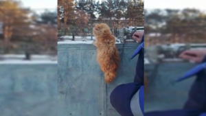 Запутавшегося в колючей проволоке котенка спасли в белогорском селе - gtrkamur.ru