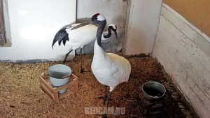 За жизнью пары японских журавлей Снеговика и Нико можно наблюдать онлайн - gtrkamur.ru