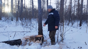 Амурчанина, чью сожительницу убило спиленным деревом, будут судить - gtrkamur.ru