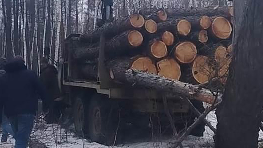 Семилетний срок грозит двум амурчанам за незаконную рубку леса - gtrkamur.ru