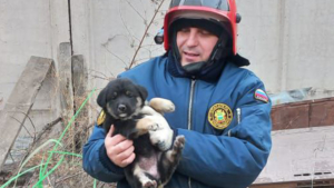 Благовещенские спасатели вызволили щенка, застрявшего в бетонной плите - gtrkamur.ru