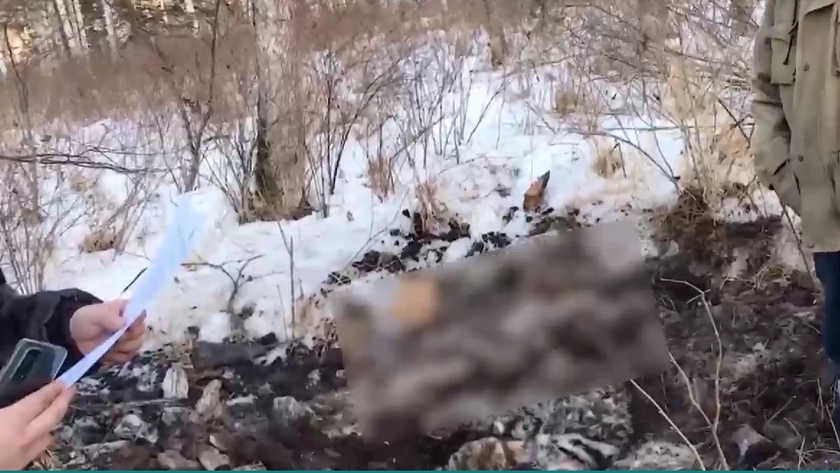 Самку амурского тигра застрелили в ЕАО - gtrkamur.ru