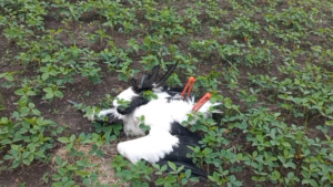 Аист погиб от столкновения с электропроводами в Тамбовском округе - gtrkamur.ru