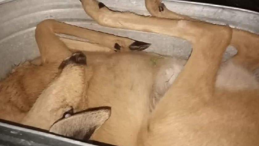 Браконьеры с тушей косули попались охотоведу в Зейском округе - gtrkamur.ru