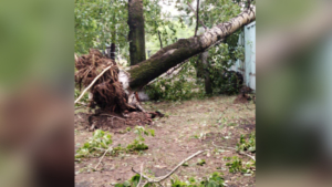 Поваленные деревья и оборванные провода: гроза накрыла Серышево - gtrkamur.ru