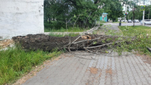 Дерево рухнуло на тротуар в одном из районов Благовещенска - gtrkamur.ru