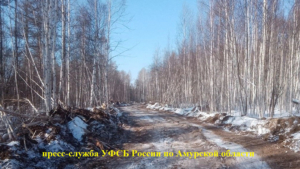 Более миллиона рублей заплатит компания за незаконную рубку в Архаринском округе - gtrkamur.ru