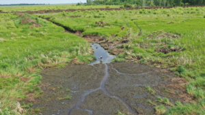 Увеличение посевных площадей беспокоит амурских биологов, наблюдающих за журавлями - gtrkamur.ru