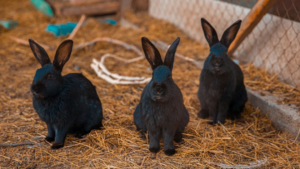 В России подготовили новые ветправила для содержания кроликов - gtrkamur.ru