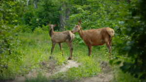 Амурская изюбриха Маня показала охотоведам своего малыша - gtrkamur.ru