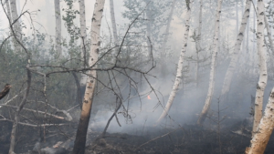 В Приамурье потушили пожар в Норском заповеднике - gtrkamur.ru