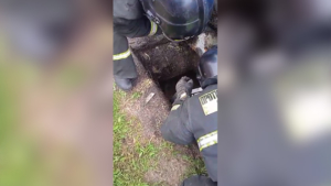 Амурские спасатели вызволили из зловонного плена жителя Ивановки - gtrkamur.ru