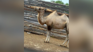 Амурчанин купил себе верблюдов в обход ветеринарного законодательства - gtrkamur.ru