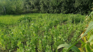 Маки среди прочих культур выращивал амурчанин в своем огороде - gtrkamur.ru