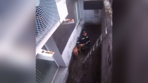 Бездомному псу благовещенские спасатели помогли выбраться из ямы - gtrkamur.ru