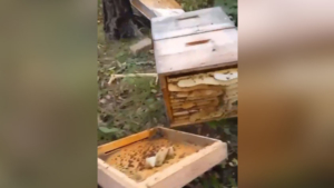 Жители Свободного жалуются на косолапого вандала - gtrkamur.ru