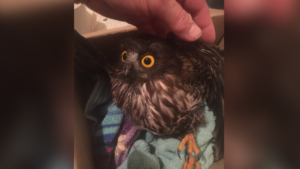 Сову с обломанным клювом спасли благовещенские волонтеры - gtrkamur.ru