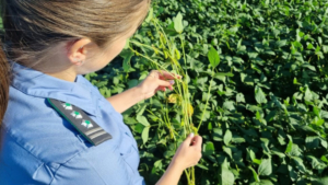 Около 400 тысяч тонн сельхозпродукции проверили в Приамурье перед отправкой в другие регионы - gtrkamur.ru