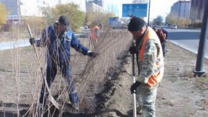 В микрорайоне областного центра вдоль шоссе высадят 600 растений - gtrkamur.ru