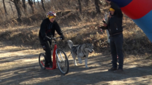 Спортивные благовещенцы вышли на старт со своими собаками - gtrkamur.ru