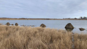 Жилищная застройка на водоеме: амурские ондатры подготовились к зиме - gtrkamur.ru