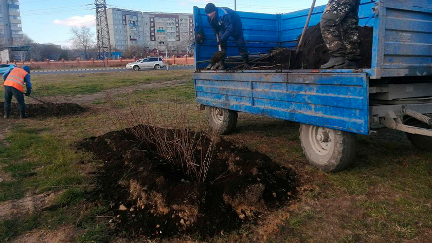 На благовещенском калининском кольце высадили маньжурский орех и рябинолистник - gtrkamur.ru