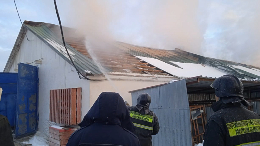 Сотня телят чуть не сгорела на ферме в Ивановском округе - gtrkamur.ru