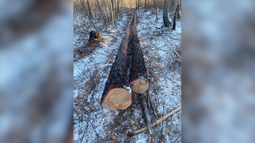 Житель Скоровородинского округа незаконно срубил шесть лиственниц - gtrkamur.ru