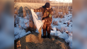 Зерноотходами и солеными вениками питаются зимой обитатели амурских заказников - gtrkamur.ru