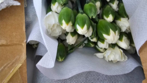 В Россию из Китая пытались ввезти цветы, зеленый лук и фасоль без документов - gtrkamur.ru