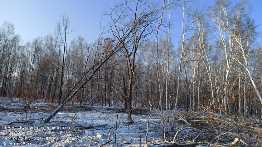 Амурчанам напомнили о правилах заготовки древесины - gtrkamur.ru