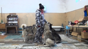 Аляскинские маламуты в благовещенском питомнике разгоняются до 30 км/ч - gtrkamur.ru