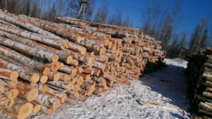 В Приамурье продавали пиломатериалы и «кругляк» без фитосанитарных документов - gtrkamur.ru