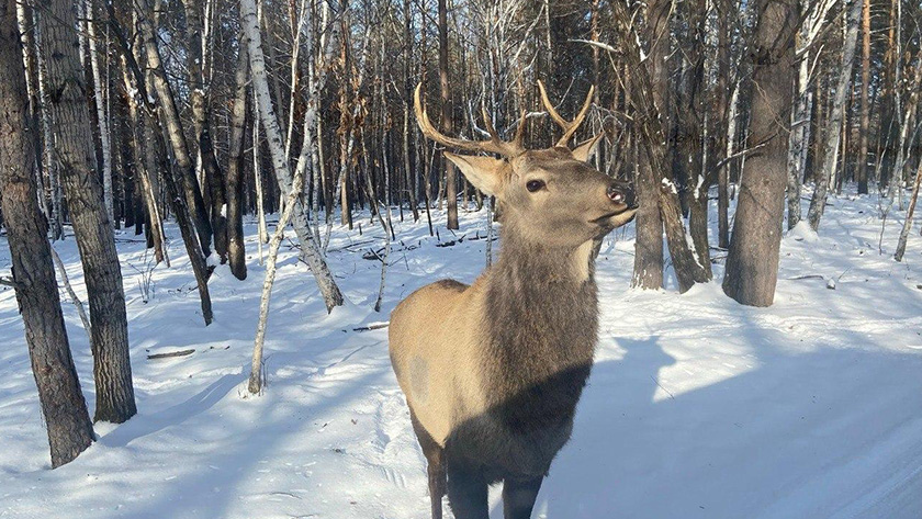 Безрогий олень — это к весне: амурские охотоведы рассказали о звериной примете - gtrkamur.ru