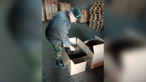Части лекарственного растения экспортировали в Китай из Приамурья - gtrkamur.ru