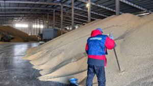 Более 60 тысяч тонн растительной продукции отправили из Приамурья в российские регионы - gtrkamur.ru