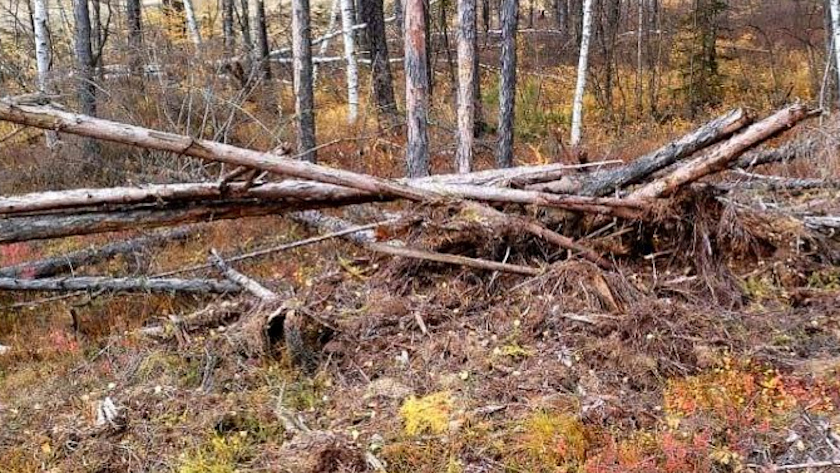 170 тысяч ущерба заплатила организация за незаконную рубку в Зейском округе - gtrkamur.ru