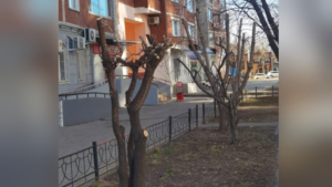 Полиция ищет того, кто испортил деревья у одного из домов в Благовещенске - gtrkamur.ru