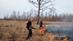 Пять пожаров бушуют в амурских лесах - gtrkamur.ru