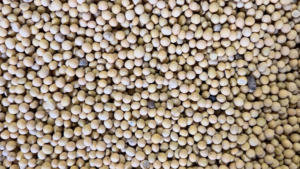 На экспорт из Приамурья отправили около 170 тысяч тонн зерна и продуктов переработки - gtrkamur.ru