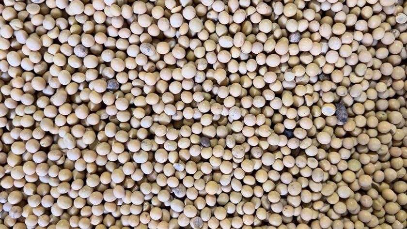 На экспорт из Приамурья отправили около 170 тысяч тонн зерна и продуктов переработки - gtrkamur.ru