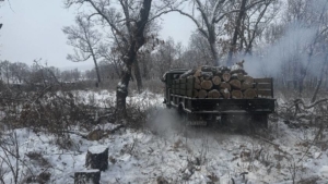 В Приамурье «черные лесорубы» напилили деревьев на 1,5 миллиона рублей - gtrkamur.ru