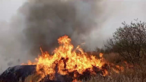 Число природных пожаров в регионе сократилось в два раза - gtrkamur.ru