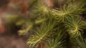 Больше двух сотен лиственниц пострадали на участке по добыче драгметаллов на севере области - gtrkamur.ru