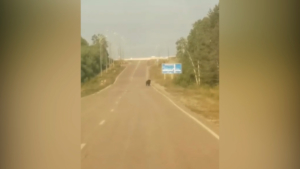 Нескольких медведей увидели неподалеку от города жители Шимановска - gtrkamur.ru